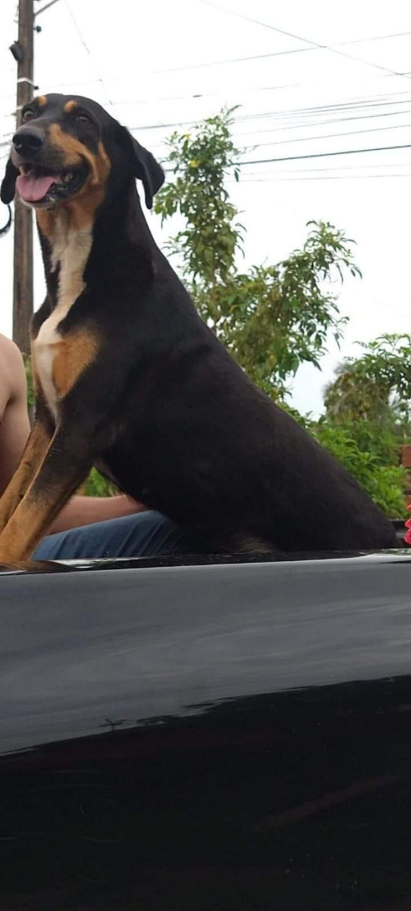 Procura-se por Raika, que fugiu de residência durante queima de fogos, em Rolim de Moura Procura-se por Raika, que fugiu de residência durante queima de fogos, em Rolim de Moura