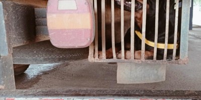 MAUS-TRATOS - Trazendo mudança para Rolim de Moura, motorista foi preso pela PRF transportando cachorro de forma irregular - Veja o vídeo MAUS-TRATOS - Trazendo mudança para Rolim de Moura, motorista foi preso pela PRF transportando cachorro de forma irregular - Veja o vídeo