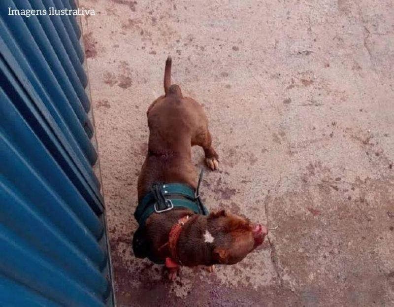 PM foi acionada após pitbull atacar e matar outro cachorro, em RO PM foi acionada após pitbull atacar e matar outro cachorro, em RO