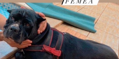 Procura-se e oferece recompensa por uma cachorra da raça Cane corso, que desapareceu de uma residência, no bairro Jardim Tropical em Rolim de Moura