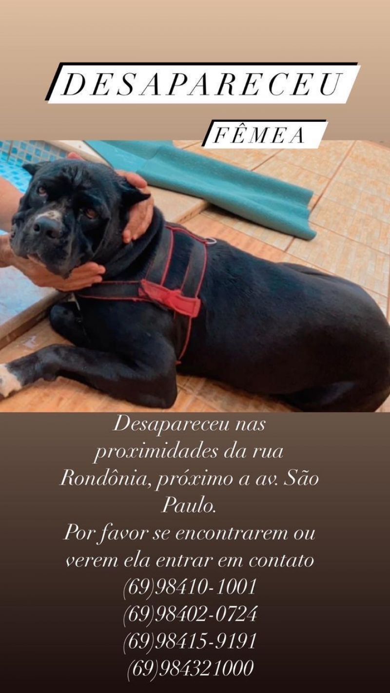 Procura-se e oferece recompensa por uma cachorra da raça Cane corso, que desapareceu de uma residência, no bairro Jardim Tropical em Rolim de Moura Procura-se e oferece recompensa por uma cachorra da raça Cane corso, que desapareceu de uma residência, no bairro Jardim Tropical em Rolim de Moura