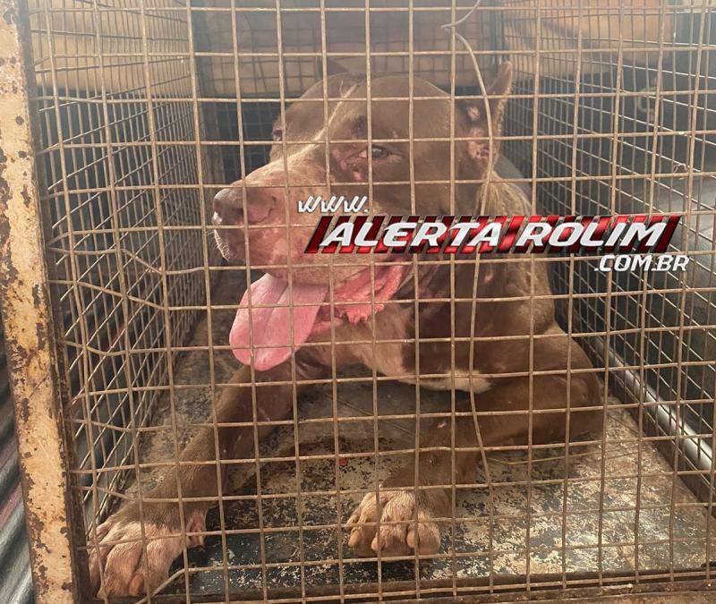 Sem contato com o Zoonoses, bombeiros capturaram pitbull que invadiu residência e matou outro cachorro nesta manhã, em Rolim de Moura Sem contato com o Zoonoses, bombeiros capturaram pitbull que invadiu residência e matou outro cachorro nesta manhã, em Rolim de Moura