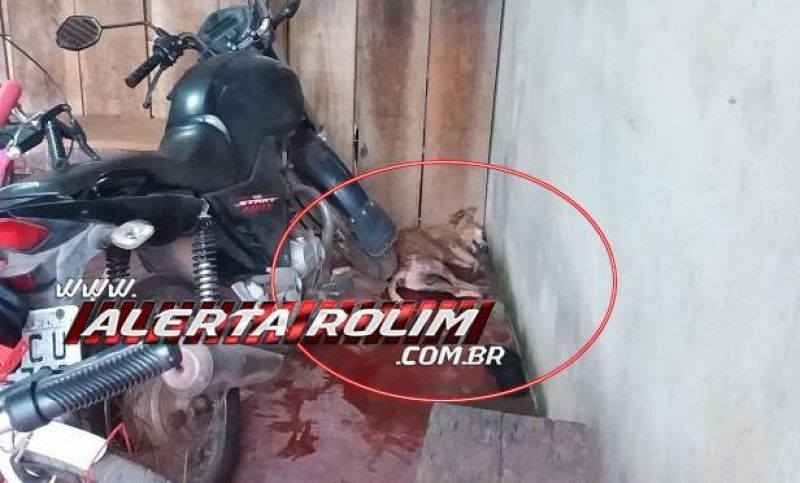 Sem contato com o Zoonoses, bombeiros capturaram pitbull que invadiu residência e matou outro cachorro nesta manhã, em Rolim de Moura Sem contato com o Zoonoses, bombeiros capturaram pitbull que invadiu residência e matou outro cachorro nesta manhã, em Rolim de Moura