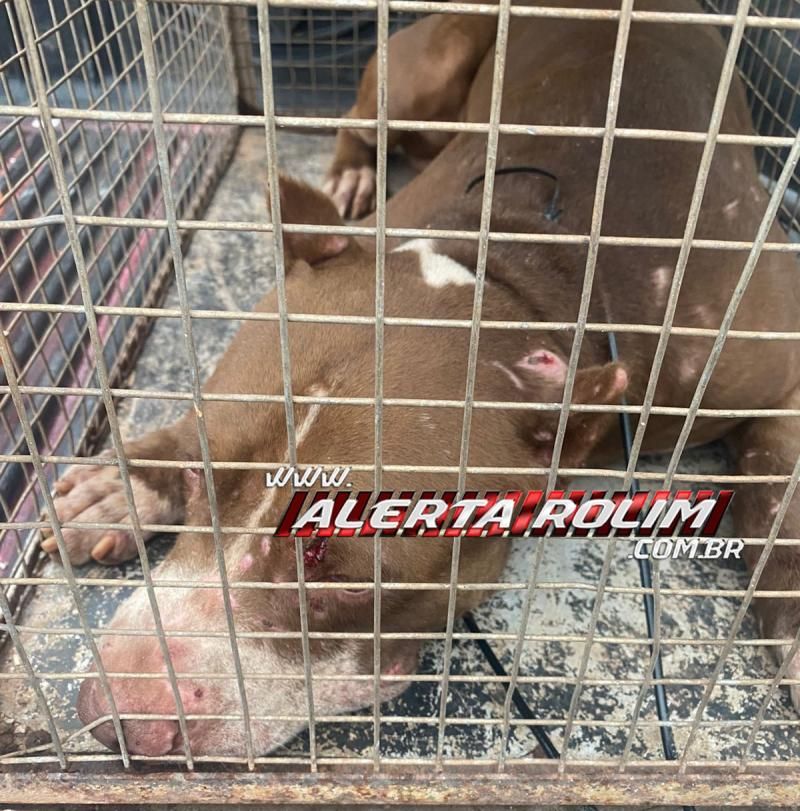 Sem contato com o Zoonoses, bombeiros capturaram pitbull que invadiu residência e matou outro cachorro nesta manhã, em Rolim de Moura Sem contato com o Zoonoses, bombeiros capturaram pitbull que invadiu residência e matou outro cachorro nesta manhã, em Rolim de Moura