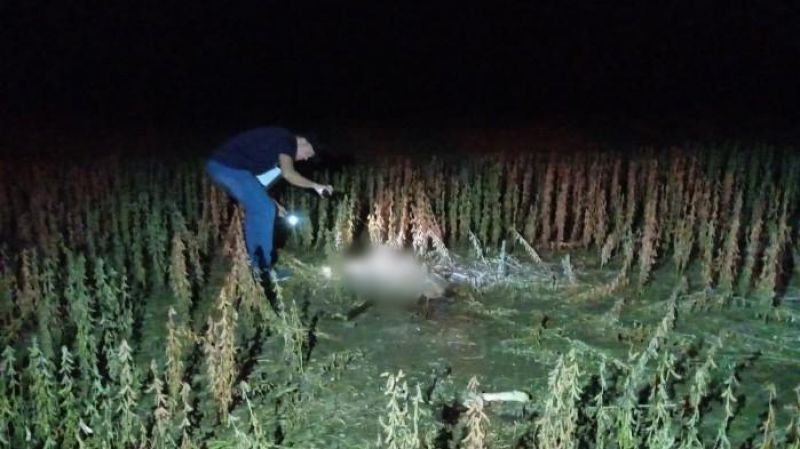 Trabalhadores encontram corpo em decomposição durante colheita de soja, em RO Trabalhadores encontram corpo em decomposição durante colheita de soja, em RO