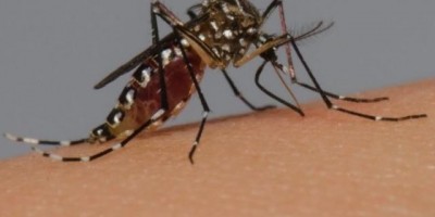 Cinco municípios estão em surto de dengue em Rondônia, aponta novo boletim