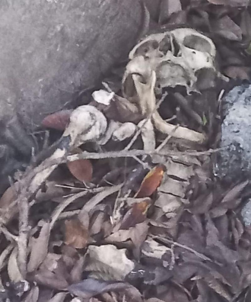 Ossada humana foi encontrada nesta manhã em mata na linha P-40, em Alto Alegre dos Parecis Ossada humana foi encontrada nesta manhã em mata na linha P-40, em Alto Alegre dos Parecis