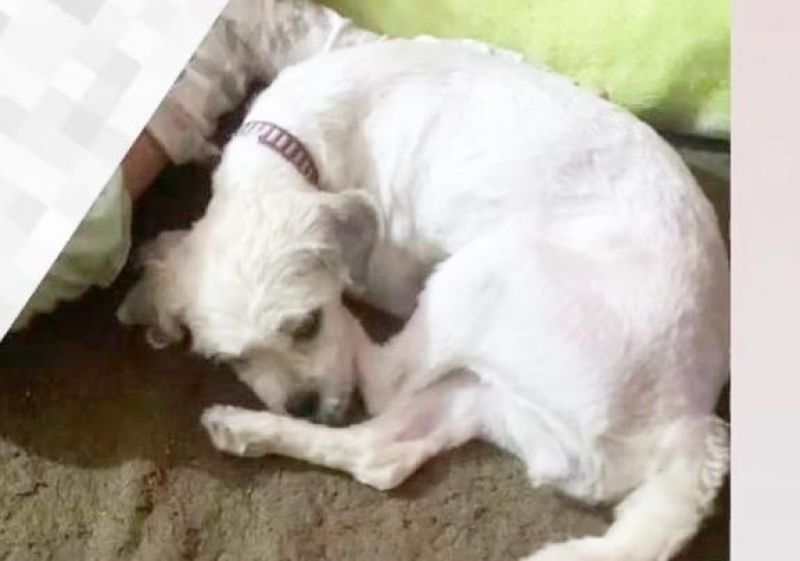 Procura-se por uma cadela que desapareceu de residência no São Cristóvão no mês passado, em Rolim de Moura Procura-se por uma cadela que desapareceu de residência no São Cristóvão no mês passado, em Rolim de Moura