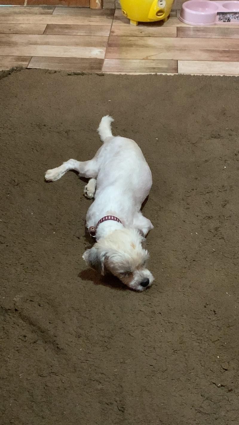 Procura-se por uma cadela que desapareceu de residência no São Cristóvão no mês passado, em Rolim de Moura Procura-se por uma cadela que desapareceu de residência no São Cristóvão no mês passado, em Rolim de Moura