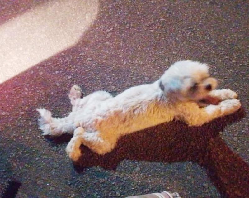 Procura-se por uma cadela que desapareceu de residência no São Cristóvão no mês passado, em Rolim de Moura Procura-se por uma cadela que desapareceu de residência no São Cristóvão no mês passado, em Rolim de Moura