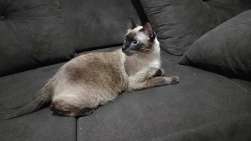 5 mil reais é oferecido de recompensa por gato que desapareceu, em Rolim de Moura 5 mil reais é oferecido de recompensa por gato que desapareceu, em Rolim de Moura