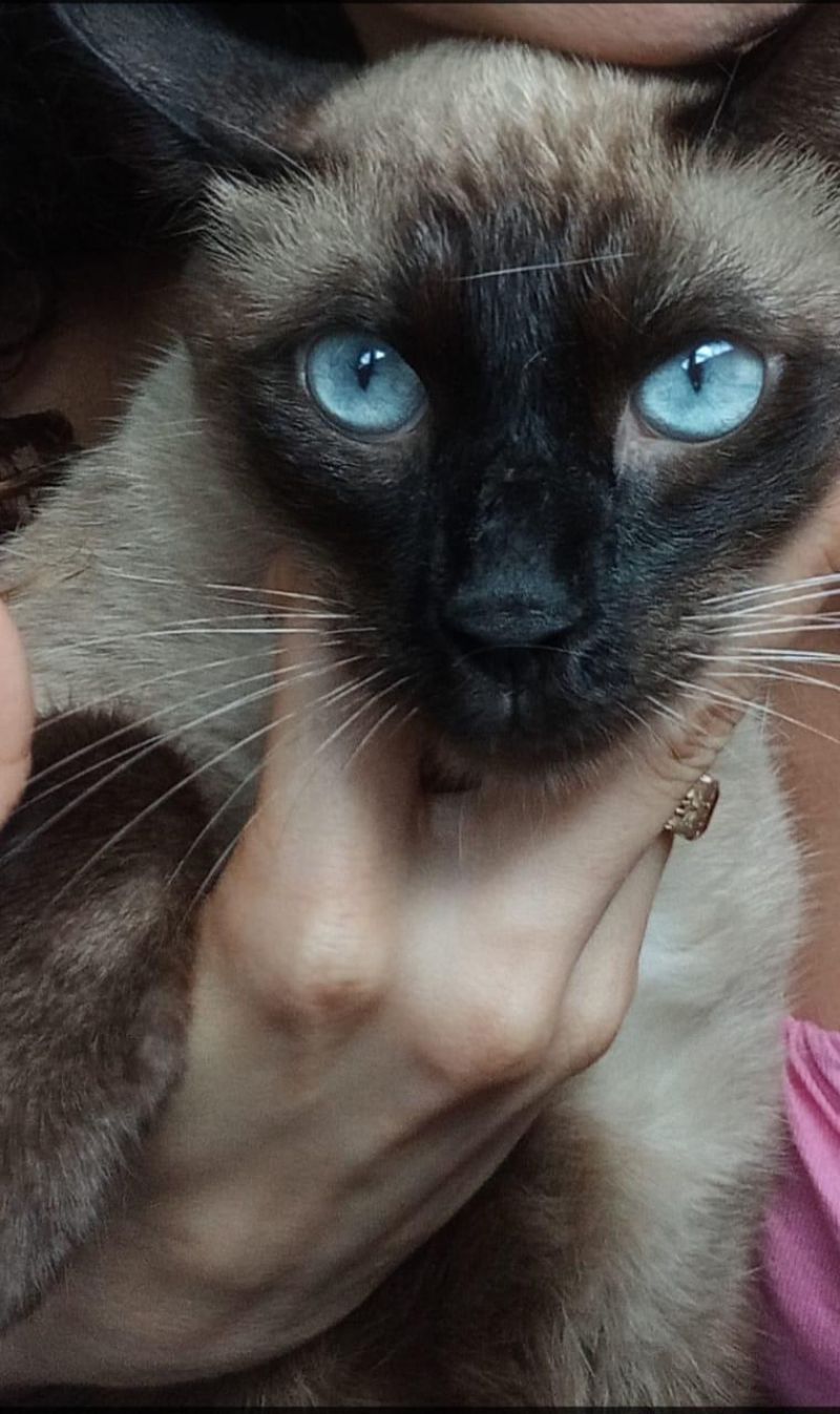 5 mil reais é oferecido de recompensa por gato que desapareceu, em Rolim de Moura 5 mil reais é oferecido de recompensa por gato que desapareceu, em Rolim de Moura