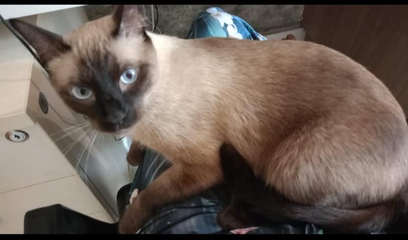 5 mil reais é oferecido de recompensa por gato que desapareceu, em Rolim de Moura 5 mil reais é oferecido de recompensa por gato que desapareceu, em Rolim de Moura