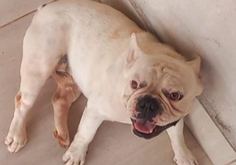 Família oferece gratificação por buldogue francês que desapareceu no bairro Beira Rio em Rolim de Moura; animal tem um pequeno corte na língua Família oferece gratificação por buldogue francês que desapareceu no bairro Beira Rio em Rolim de Moura; animal tem um pequeno corte na língua