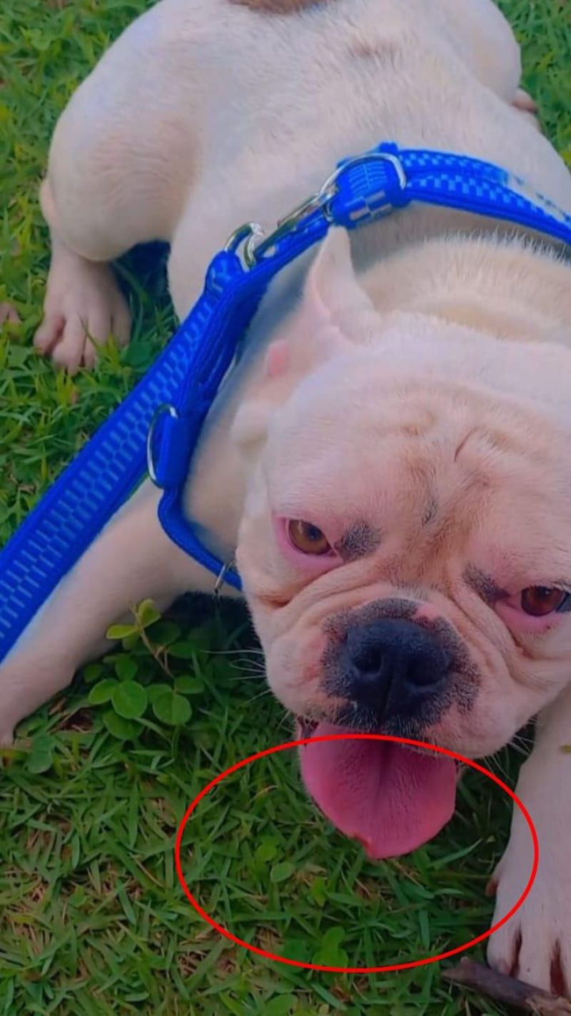 Família oferece gratificação por buldogue francês que desapareceu no bairro Beira Rio em Rolim de Moura; animal tem um pequeno corte na língua Família oferece gratificação por buldogue francês que desapareceu no bairro Beira Rio em Rolim de Moura; animal tem um pequeno corte na língua