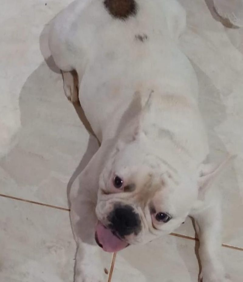 Família oferece gratificação por buldogue francês que desapareceu no bairro Beira Rio em Rolim de Moura; animal tem um pequeno corte na língua Família oferece gratificação por buldogue francês que desapareceu no bairro Beira Rio em Rolim de Moura; animal tem um pequeno corte na língua
