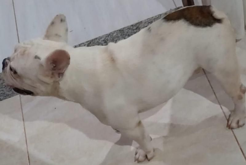 Família oferece gratificação por buldogue francês que desapareceu no bairro Beira Rio em Rolim de Moura; animal tem um pequeno corte na língua Família oferece gratificação por buldogue francês que desapareceu no bairro Beira Rio em Rolim de Moura; animal tem um pequeno corte na língua