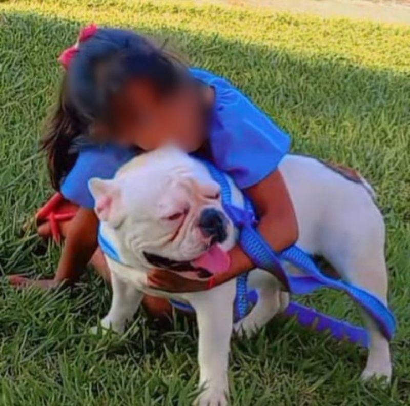 Família oferece gratificação por buldogue francês que desapareceu no bairro Beira Rio em Rolim de Moura; animal tem um pequeno corte na língua Família oferece gratificação por buldogue francês que desapareceu no bairro Beira Rio em Rolim de Moura; animal tem um pequeno corte na língua