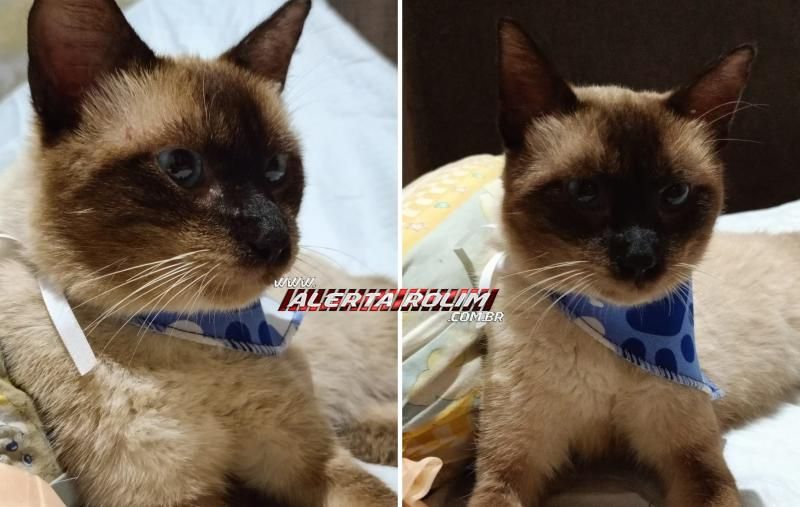 VÍDEO - Gato, que estava desaparecido há quase 40 dias em Rolim de Moura, foi encontrado e retornou para o seu lar VÍDEO - Gato, que estava desaparecido há quase 40 dias em Rolim de Moura, foi encontrado e retornou para o seu lar