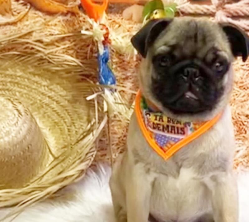Cachorro da raça PUG furtado em Rolim de Moura está sendo procurado; veja o vídeo Cachorro da raça PUG furtado em Rolim de Moura está sendo procurado; veja o vídeo