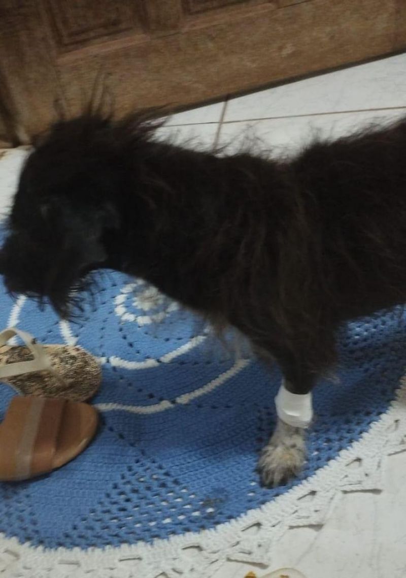 Procura-se por neguinha, cadela que desapareceu na Cohab, em Rolim de Moura Procura-se por neguinha, cadela que desapareceu na Cohab, em Rolim de Moura