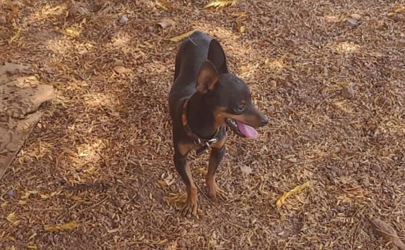 Gratificação é oferecida para quem encontrar Fred, pinscher que desapareceu no bairro Beira Rio, em Rolim de Moura Gratificação é oferecida para quem encontrar Fred, pinscher que desapareceu no bairro Beira Rio, em Rolim de Moura