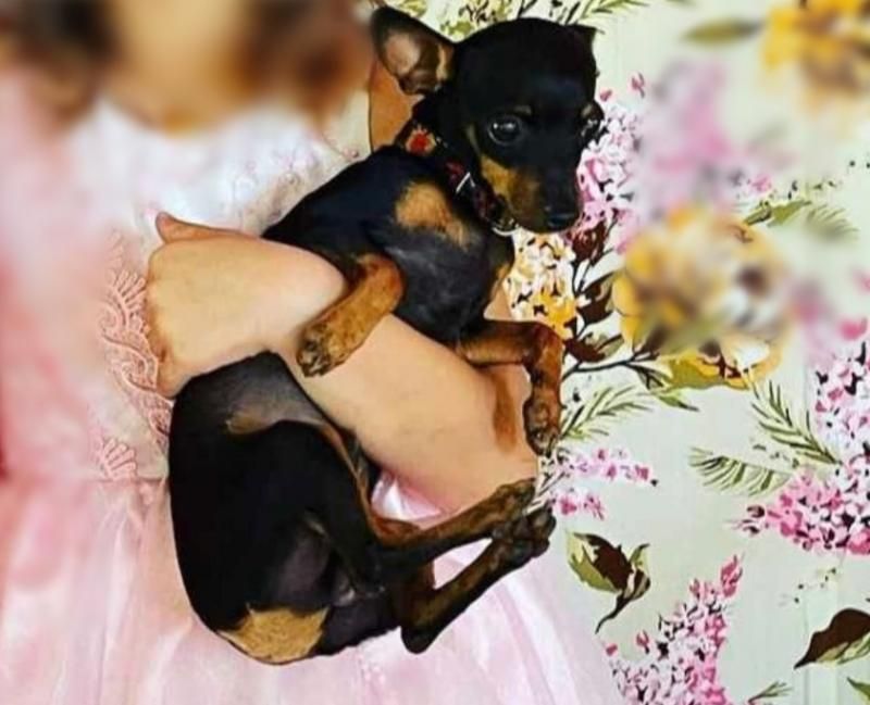 Gratificação é oferecida para quem encontrar Fred, pinscher que desapareceu no bairro Beira Rio, em Rolim de Moura Gratificação é oferecida para quem encontrar Fred, pinscher que desapareceu no bairro Beira Rio, em Rolim de Moura