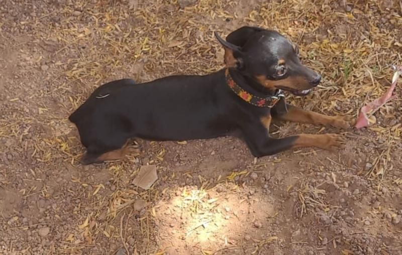 Gratificação é oferecida para quem encontrar Fred, pinscher que desapareceu no bairro Beira Rio, em Rolim de Moura Gratificação é oferecida para quem encontrar Fred, pinscher que desapareceu no bairro Beira Rio, em Rolim de Moura