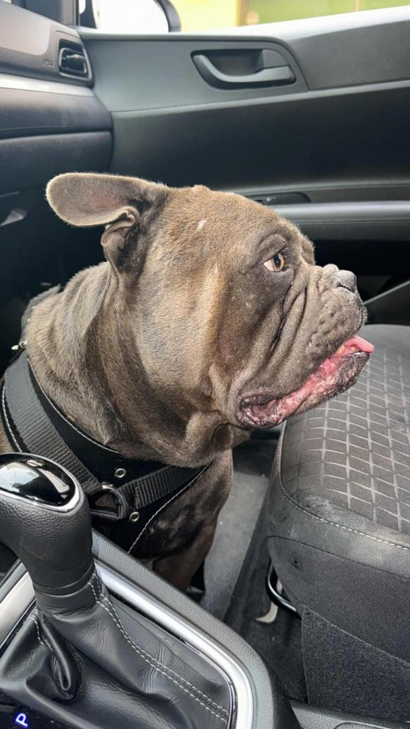 Família de Rolim de Moura oferece para quem encontrar cão da raça American Bully que desapareceu no bairro Beira Rio Família de Rolim de Moura oferece para quem encontrar cão da raça American Bully que desapareceu no bairro Beira Rio