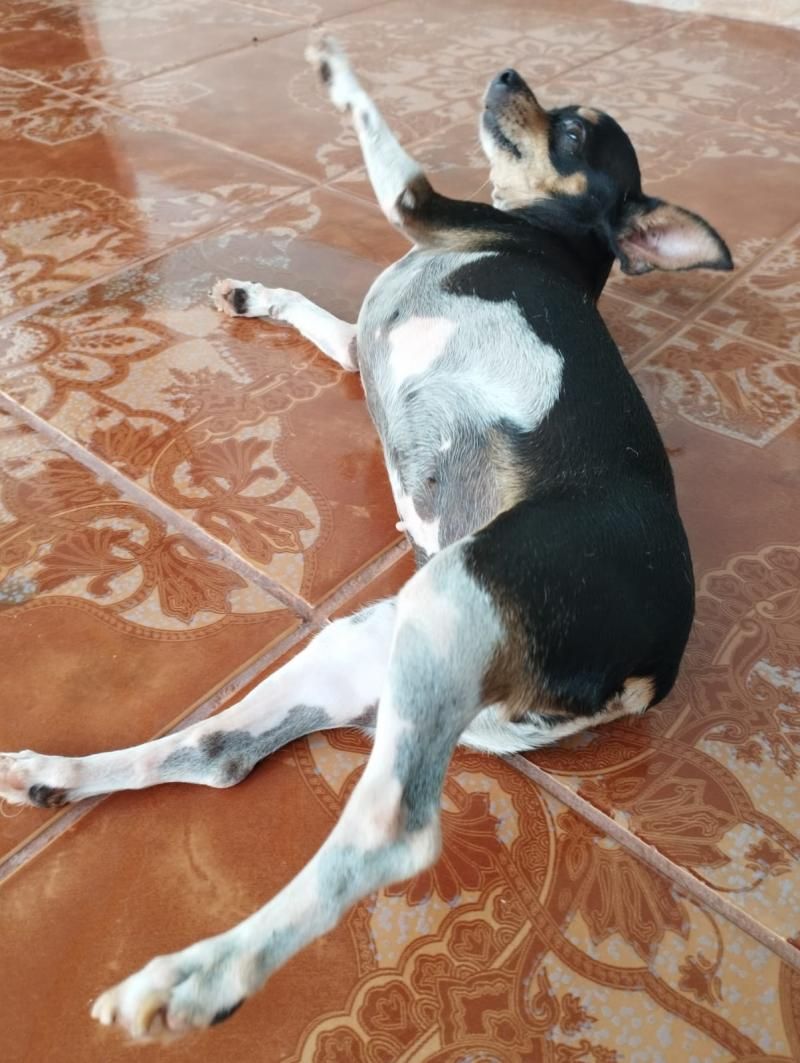 Procura-se por uma cadela da raça Pinscher, que desapareceu de residência no bairro Boa Esperança, em Rolim de Moura Procura-se por uma cadela da raça Pinscher, que desapareceu de residência no bairro Boa Esperança, em Rolim de Moura