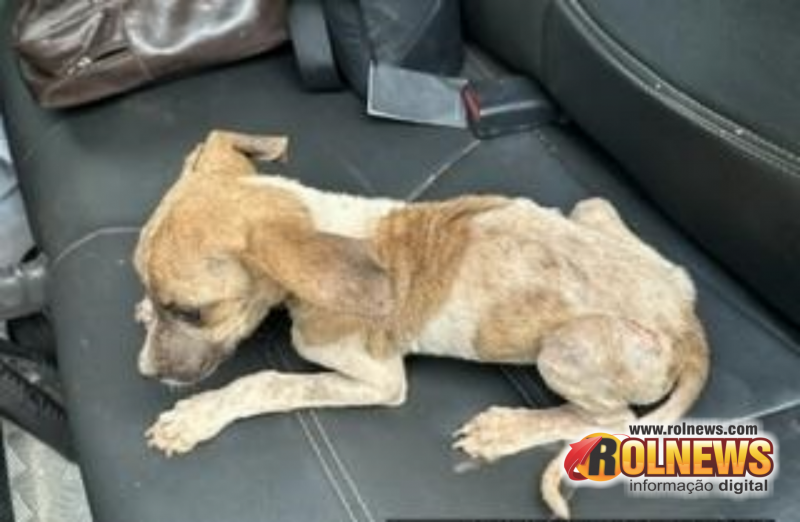 Homem foi preso por maus-tratos contra cachorros em Alta Floresta do Oeste Homem foi preso por maus-tratos contra cachorros em Alta Floresta do Oeste