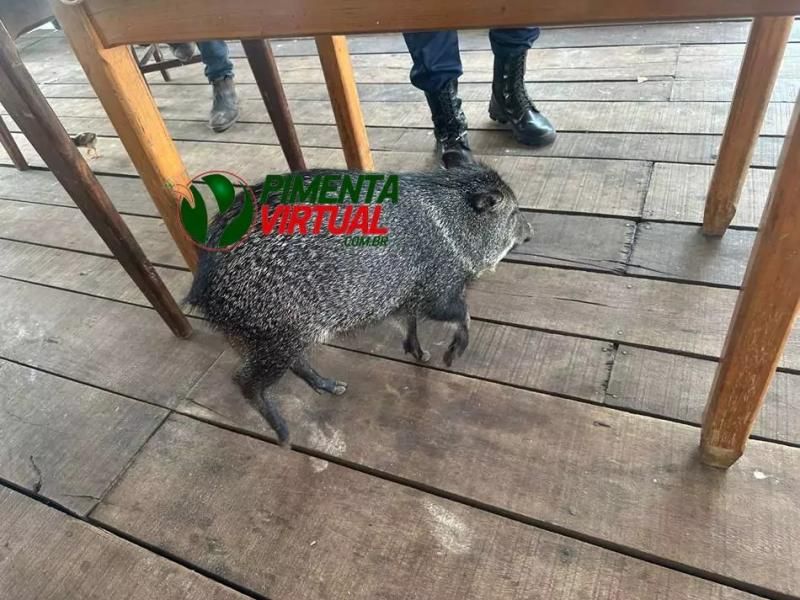 Policia Militar realiza operação e apreende armas e munições em propriedade na zona rural de Pimenta Bueno Policia Militar realiza operação e apreende armas e munições em propriedade na zona rural de Pimenta Bueno