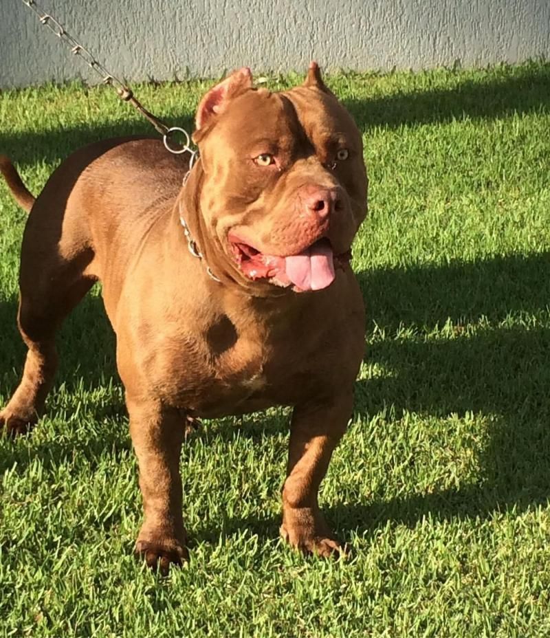 Procura-se e oferece recompensa por cachorro da raça Pitbull, que desapareceu de residência, em Rolim de Moura Procura-se e oferece recompensa por cachorro da raça Pitbull, que desapareceu de residência, em Rolim de Moura