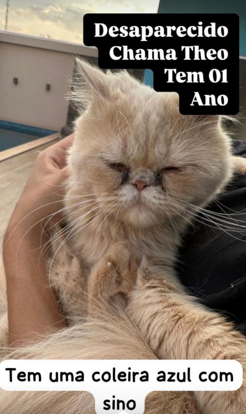 Procura-se e oferece recompensa por gato Persa, que desapareceu no bairro Beira Rio, em Rolim de Moura Procura-se e oferece recompensa por gato Persa, que desapareceu no bairro Beira Rio, em Rolim de Moura