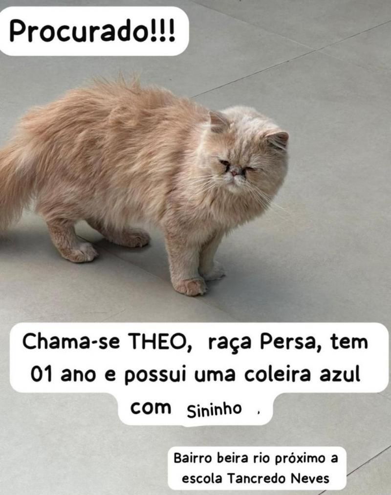 Procura-se e oferece recompensa por gato Persa, que desapareceu no bairro Beira Rio, em Rolim de Moura Procura-se e oferece recompensa por gato Persa, que desapareceu no bairro Beira Rio, em Rolim de Moura
