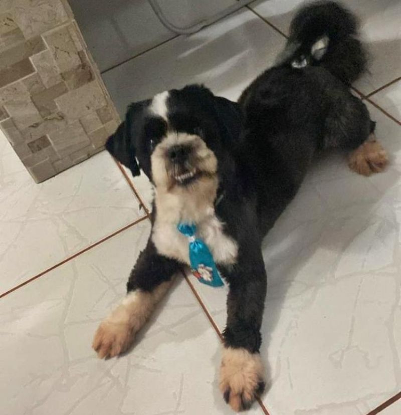 Procura-se por cachorro da raça Lhasa apso, que desapareceu de residência no bairro Cidade Alta, em Rolim de Moura Procura-se por cachorro da raça Lhasa apso, que desapareceu de residência no bairro Cidade Alta, em Rolim de Moura