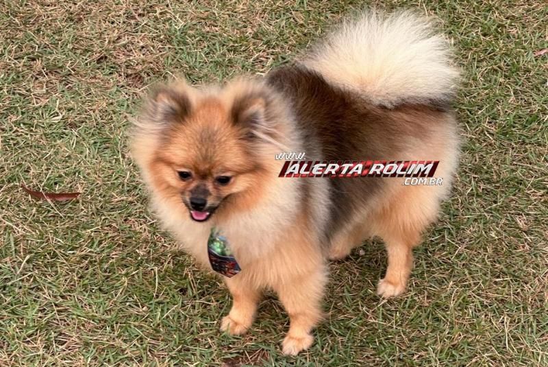 Procura-se um cachorro da raça Spitz Alemão, que desapareceu de residência, na área central de Rolim de Moura Procura-se um cachorro da raça Spitz Alemão, que desapareceu de residência, na área central de Rolim de Moura