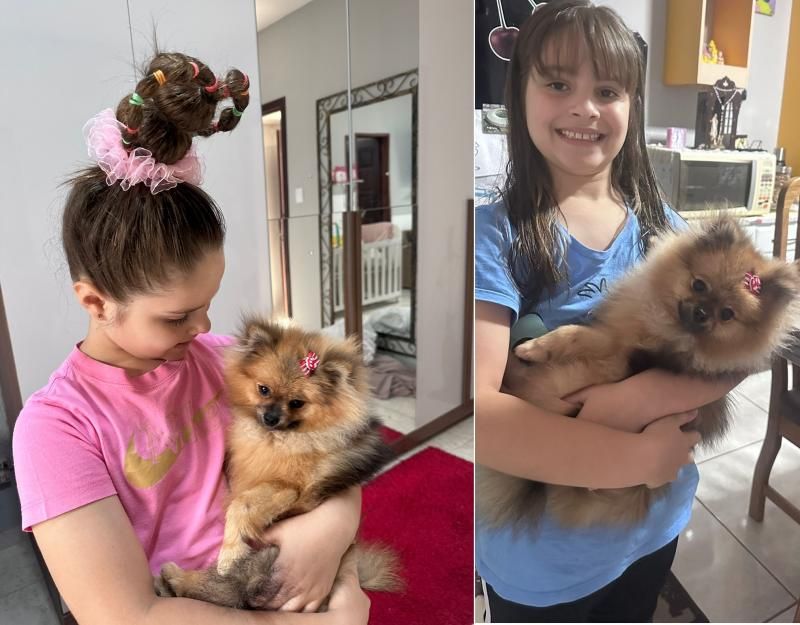 Procura-se um cachorro da raça Spitz Alemão, que desapareceu de residência, na área central de Rolim de Moura Procura-se um cachorro da raça Spitz Alemão, que desapareceu de residência, na área central de Rolim de Moura