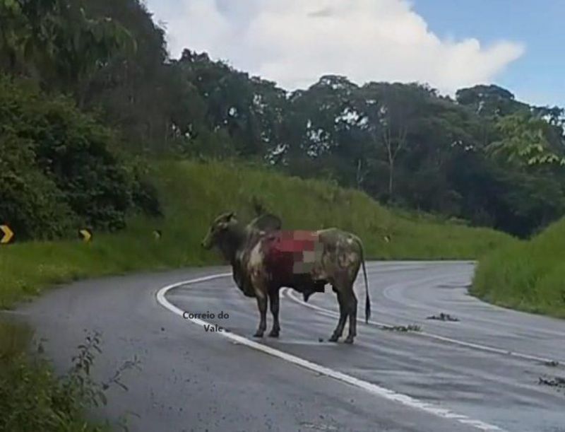 Caminhão boiadeiro tombou na Serra da Onça, na BR 429 Caminhão boiadeiro tombou na Serra da Onça, na BR 429