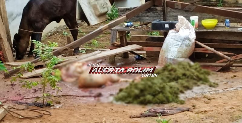 Após furtar e abater vaca, menor foi apreendido com drogas pela PM, em Rolim de Moura Após furtar e abater vaca, menor foi apreendido com drogas pela PM, em Rolim de Moura