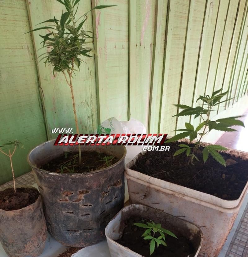 Após furtar e abater vaca, menor foi apreendido com drogas pela PM, em Rolim de Moura Após furtar e abater vaca, menor foi apreendido com drogas pela PM, em Rolim de Moura