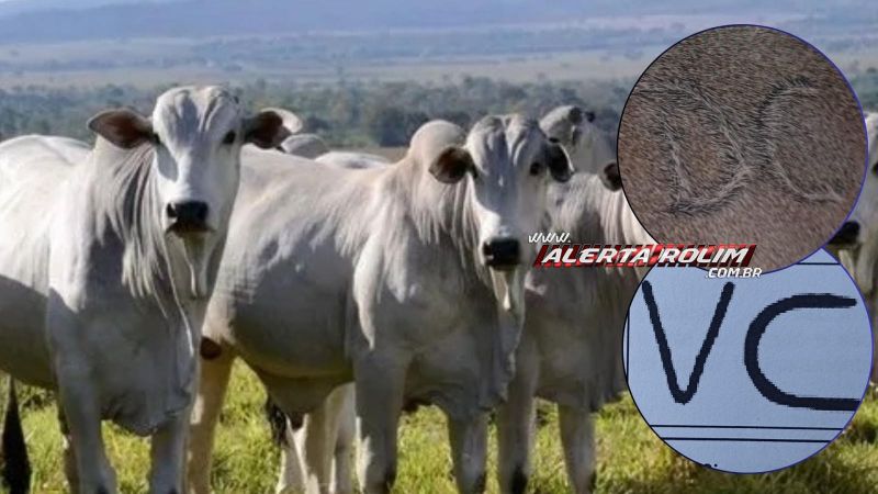 Cerca de 40 bois foram furtados de propriedade rural, em Santa Luzia do Oeste Cerca de 40 bois foram furtados de propriedade rural, em Santa Luzia do Oeste