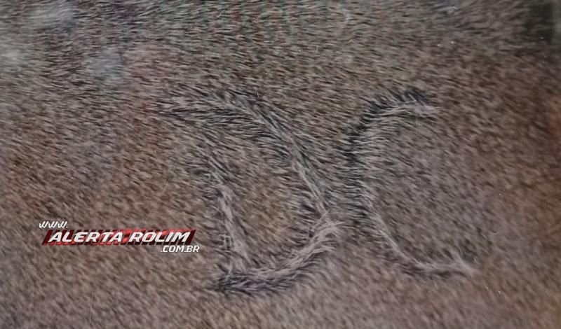 Cerca de 40 bois foram furtados de propriedade rural, em Santa Luzia do Oeste Cerca de 40 bois foram furtados de propriedade rural, em Santa Luzia do Oeste