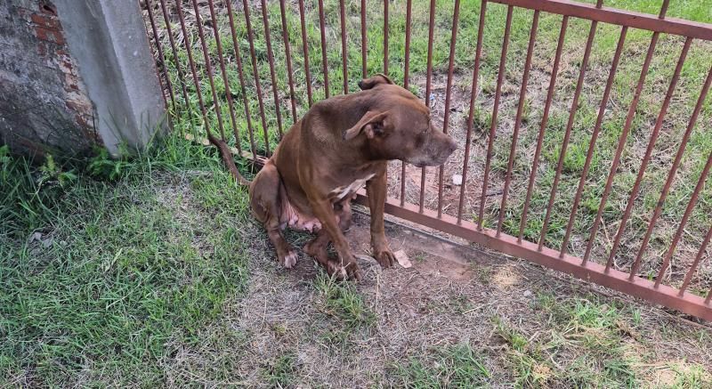 Perigo nas ruas - pitbull ataca cães no bairro Planalto em Rolim de Moura Perigo nas ruas - pitbull ataca cães no bairro Planalto em Rolim de Moura