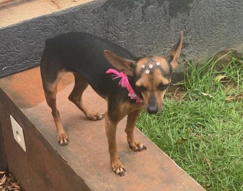 Procura-se e oferece recompensa por cachorra da raça Pinscher, que desapareceu de uma residência, em Rolim de Moura Procura-se e oferece recompensa por cachorra da raça Pinscher, que desapareceu de uma residência, em Rolim de Moura