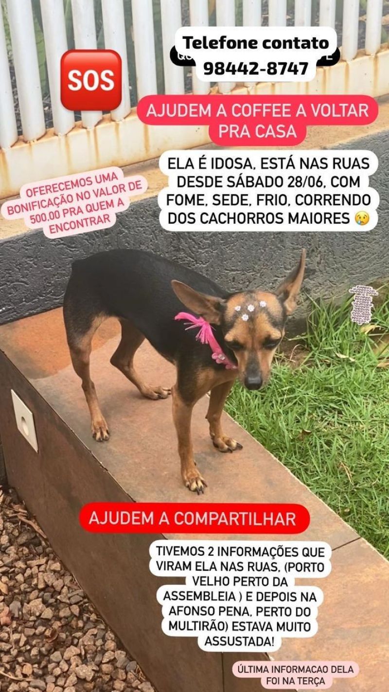 Procura-se e oferece recompensa por cachorra da raça Pinscher, que desapareceu de uma residência, em Rolim de Moura Procura-se e oferece recompensa por cachorra da raça Pinscher, que desapareceu de uma residência, em Rolim de Moura