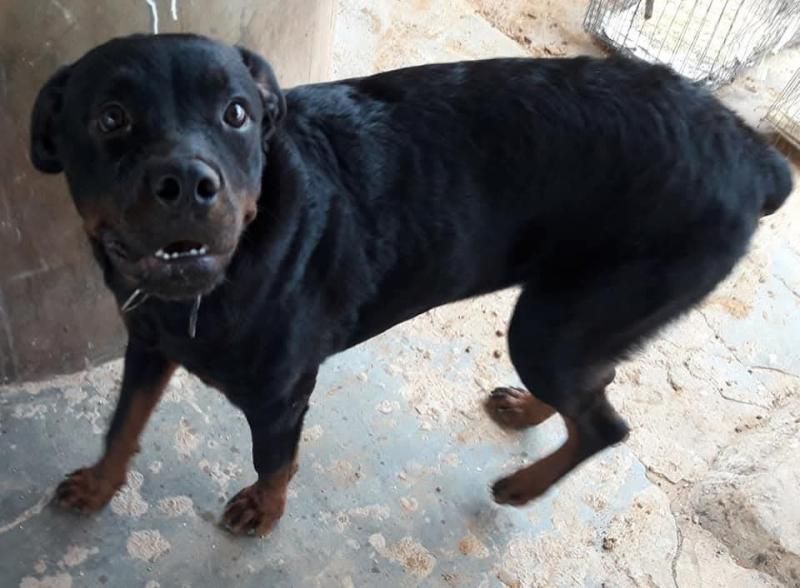 Procura-se por duas cachorras, que desapareceram de residência no bairro São Cristovão, em Rolim de Moura Procura-se por duas cachorras, que desapareceram de residência no bairro São Cristovão, em Rolim de Moura