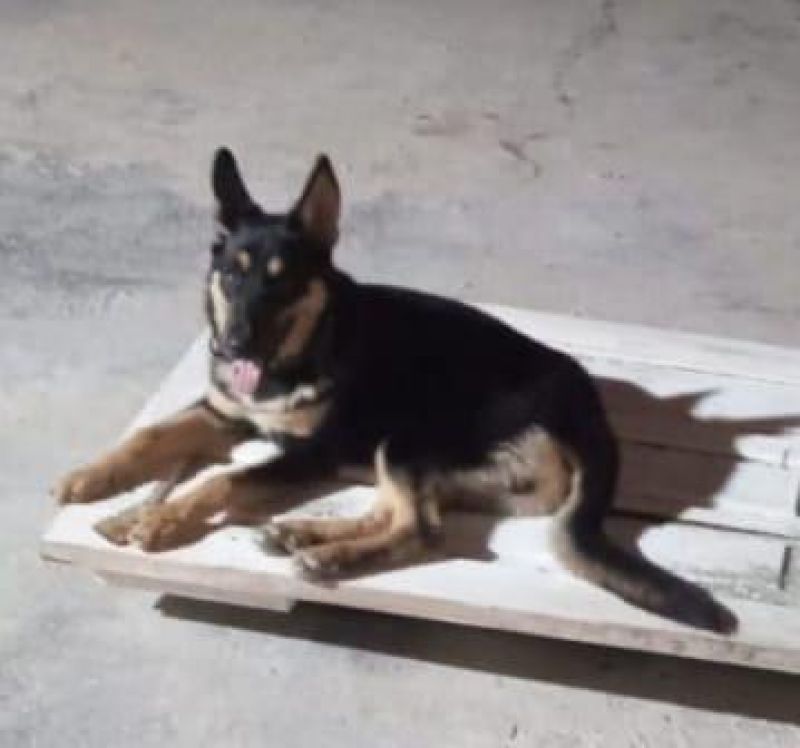 Procura-se por duas cachorras, que desapareceram de residência no bairro São Cristovão, em Rolim de Moura Procura-se por duas cachorras, que desapareceram de residência no bairro São Cristovão, em Rolim de Moura