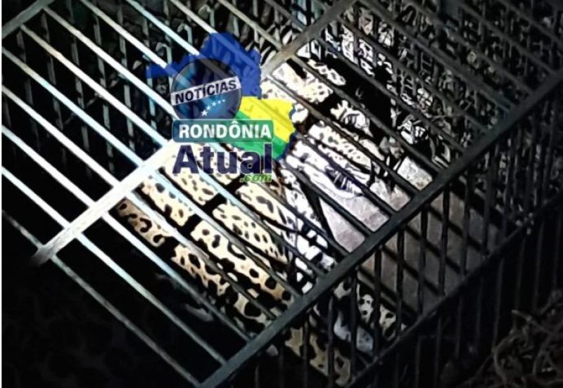 Onça que aterrorizava Ji-Paraná é capturada após dias de buscas, veja os vídeos do Felino Onça que aterrorizava Ji-Paraná é capturada após dias de buscas, veja os vídeos do Felino