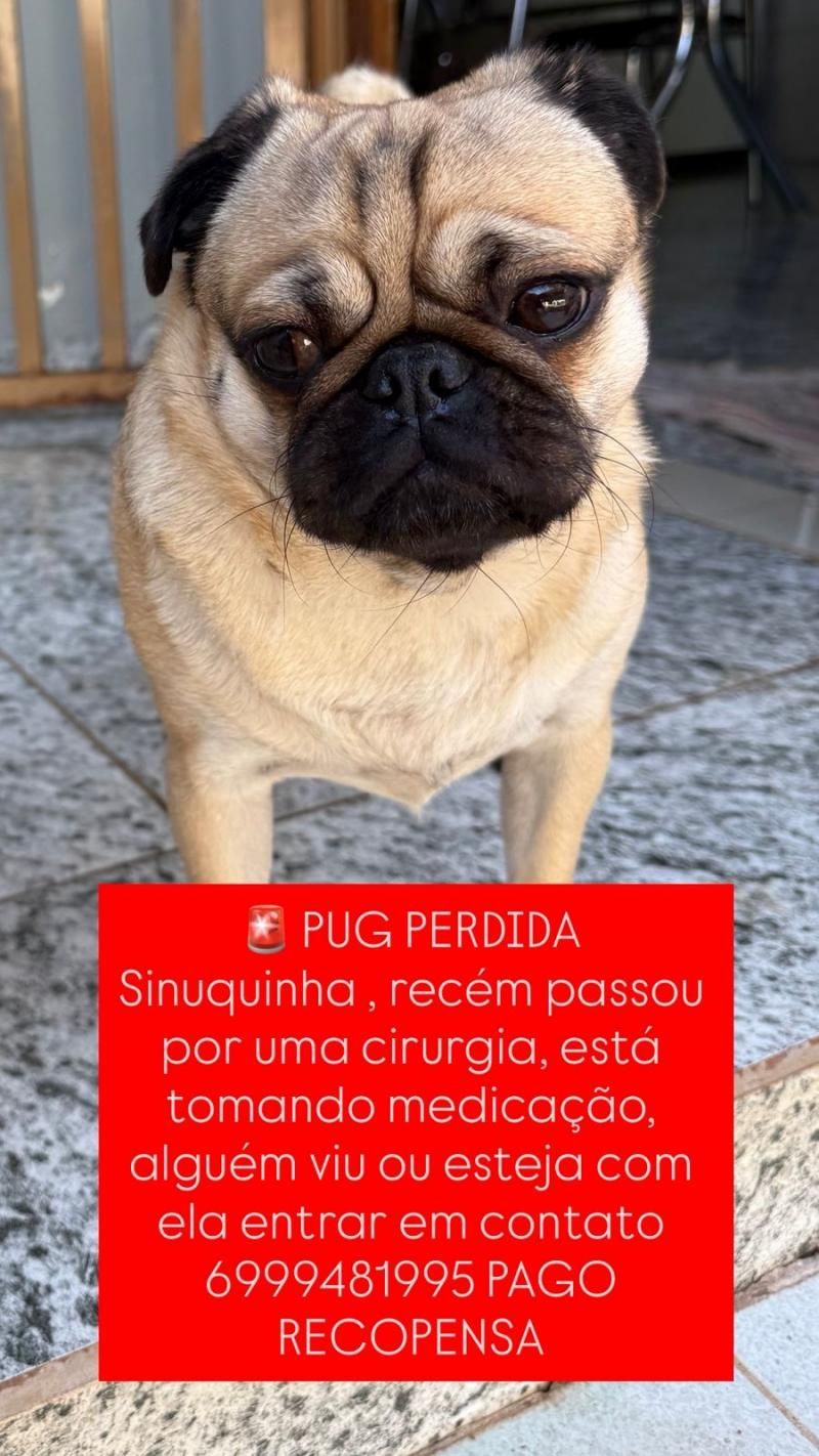 Procura-se e oferece recompensa por cachorra da raça Pug, que desapareceu de residência no centro de Rolim de Moura Procura-se e oferece recompensa por cachorra da raça Pug, que desapareceu de residência no centro de Rolim de Moura